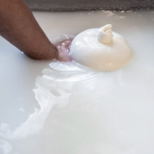 Mozzarella «prena» di latte di bufala